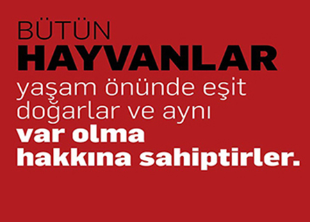 56’lar Veteriner Muayenehanesi